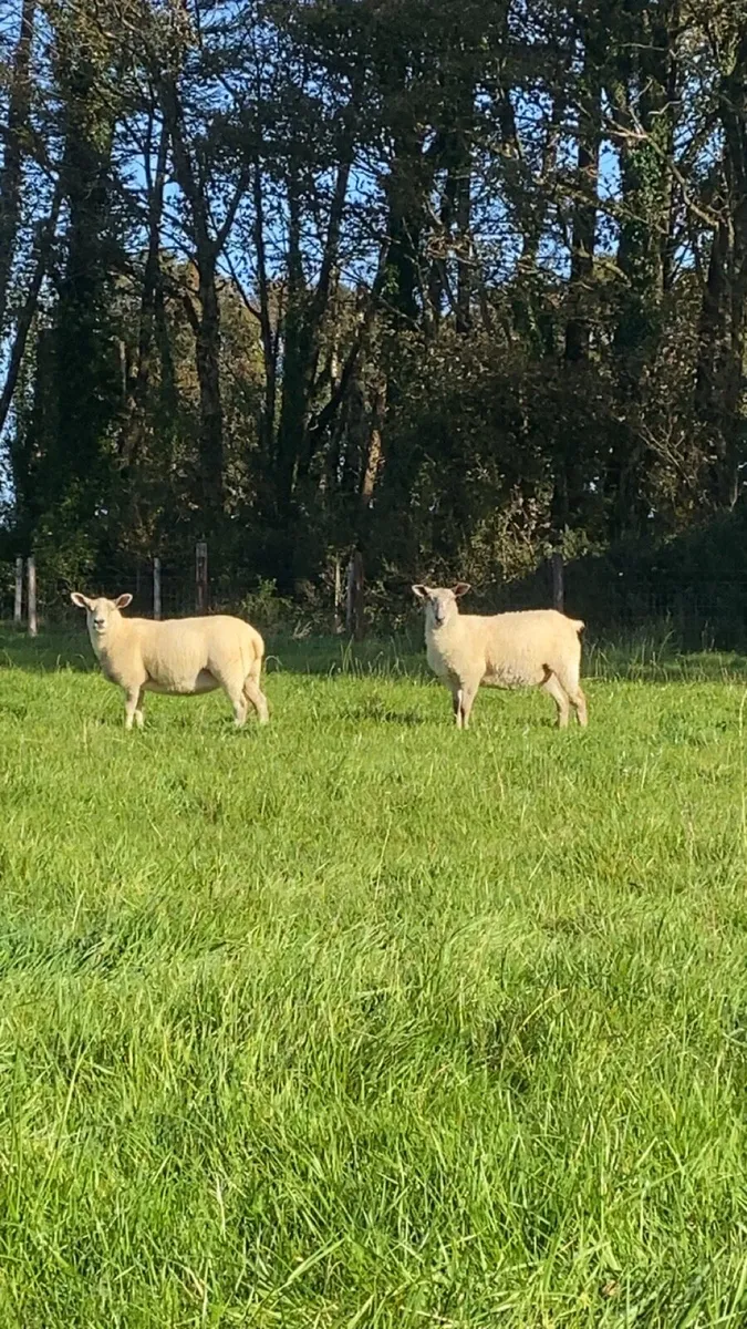 Organic hoggets - Image 4