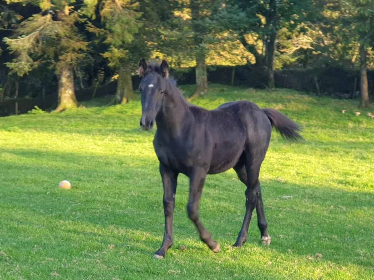 Irish Sport Horse Foal - Image 1
