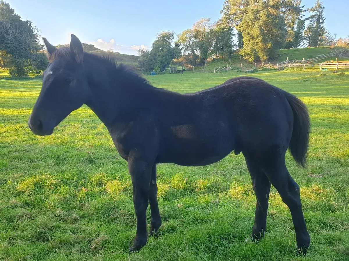 Irish Sport Horse Foal - Image 2