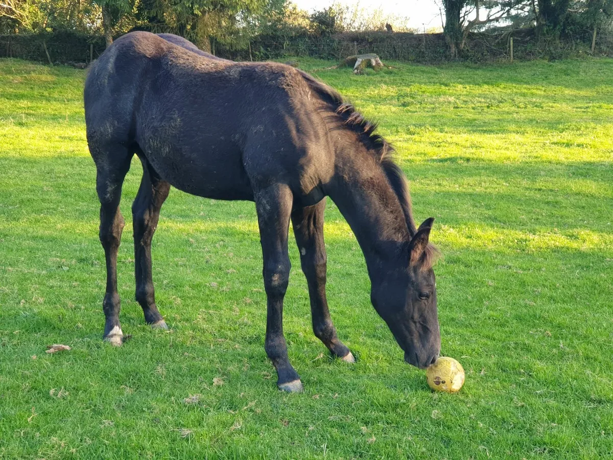 Irish Sport Horse Foal - Image 3