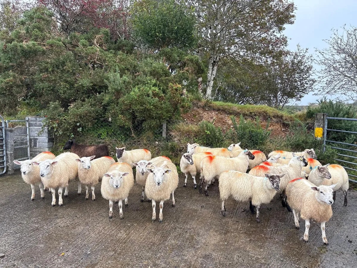 sheep - Image 1