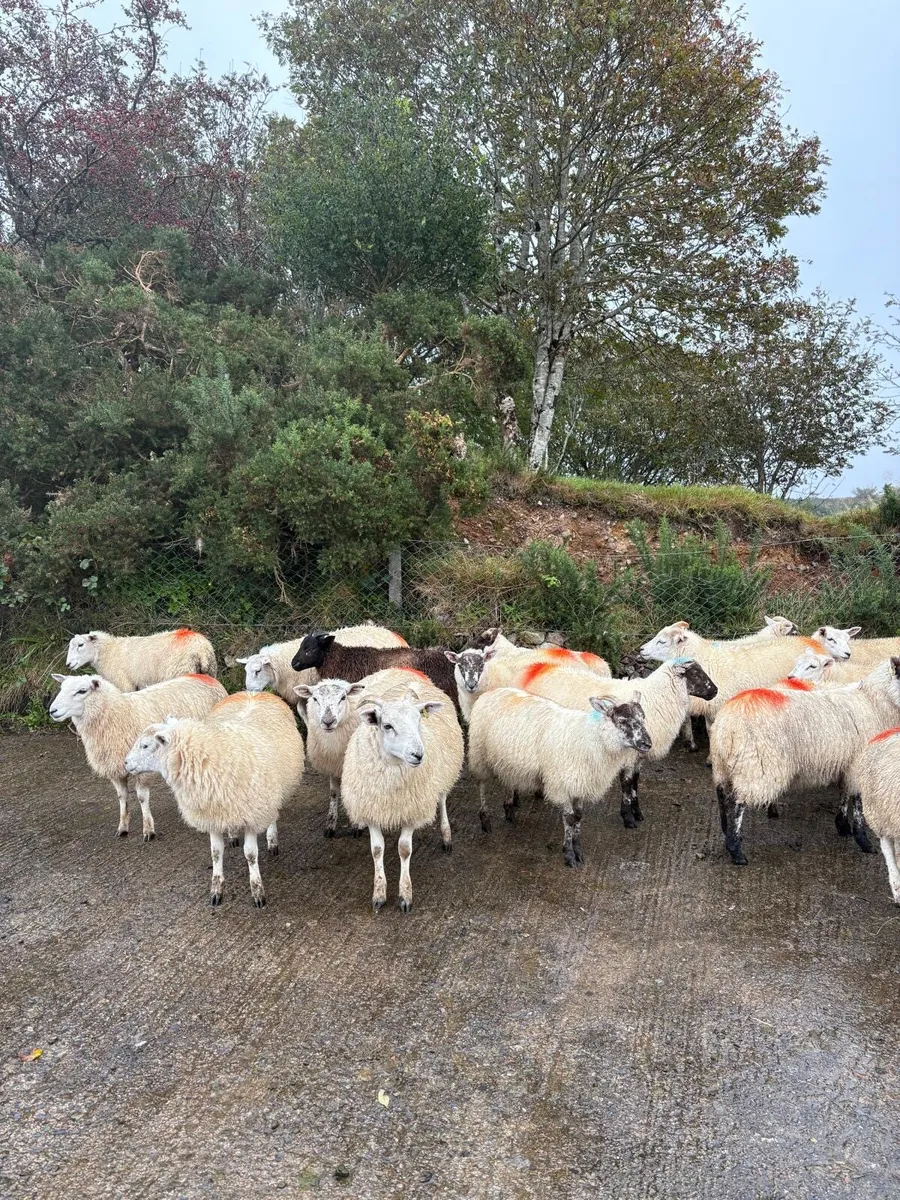 sheep - Image 2