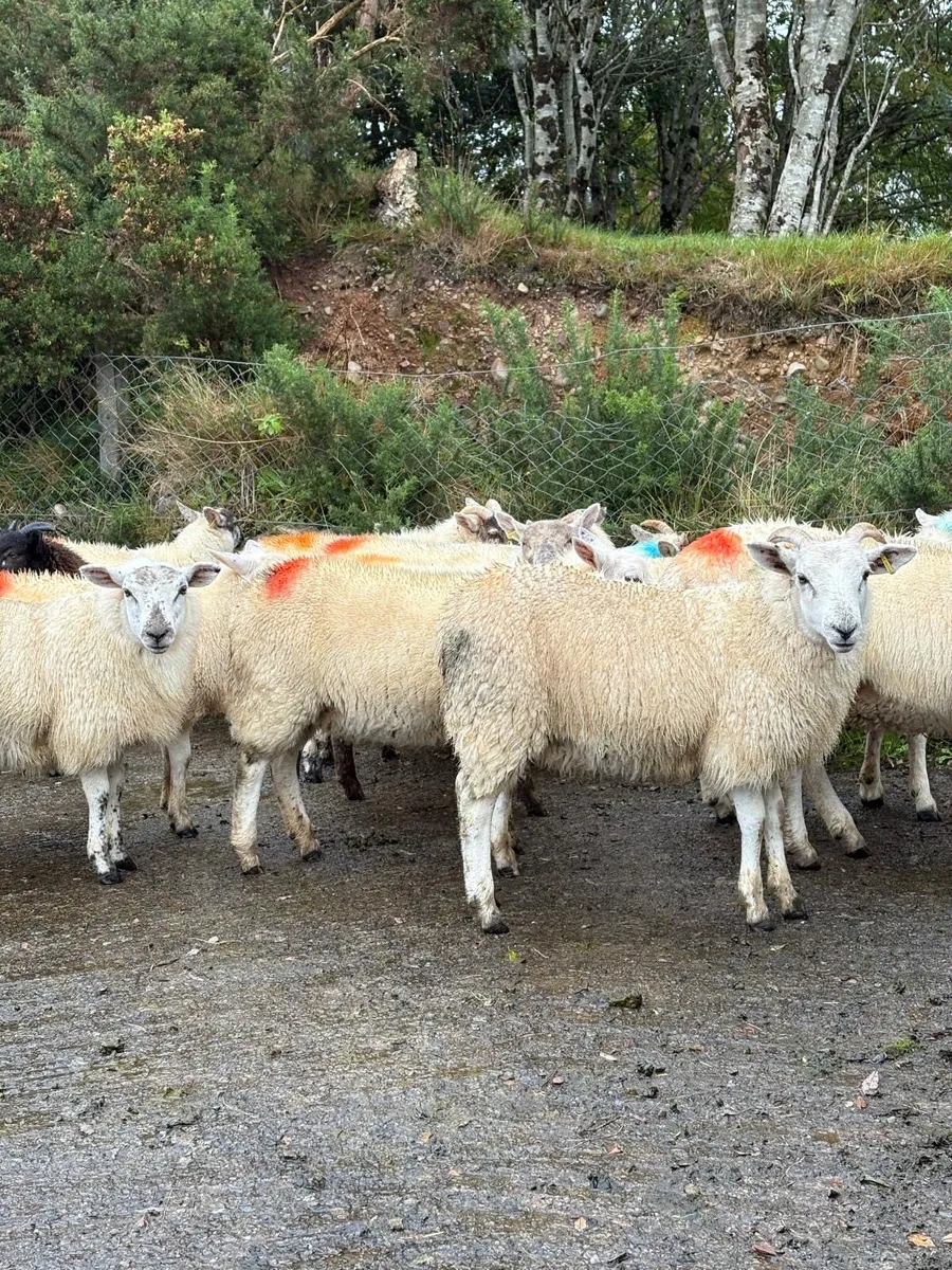 sheep - Image 3