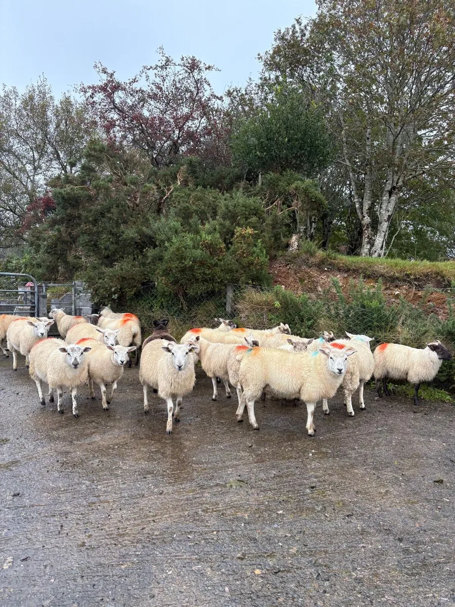 sheep - Image 4