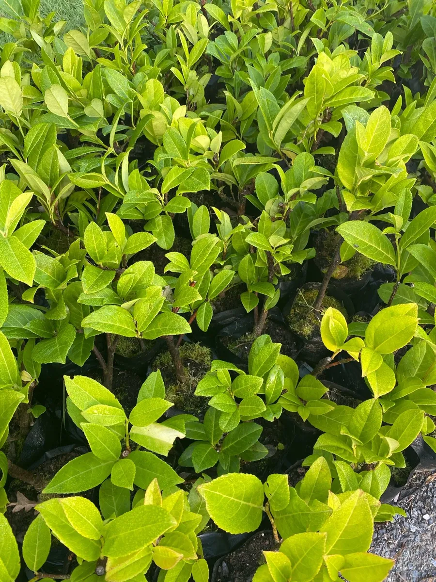 Laurel Hedging Plants €2 each - Image 2