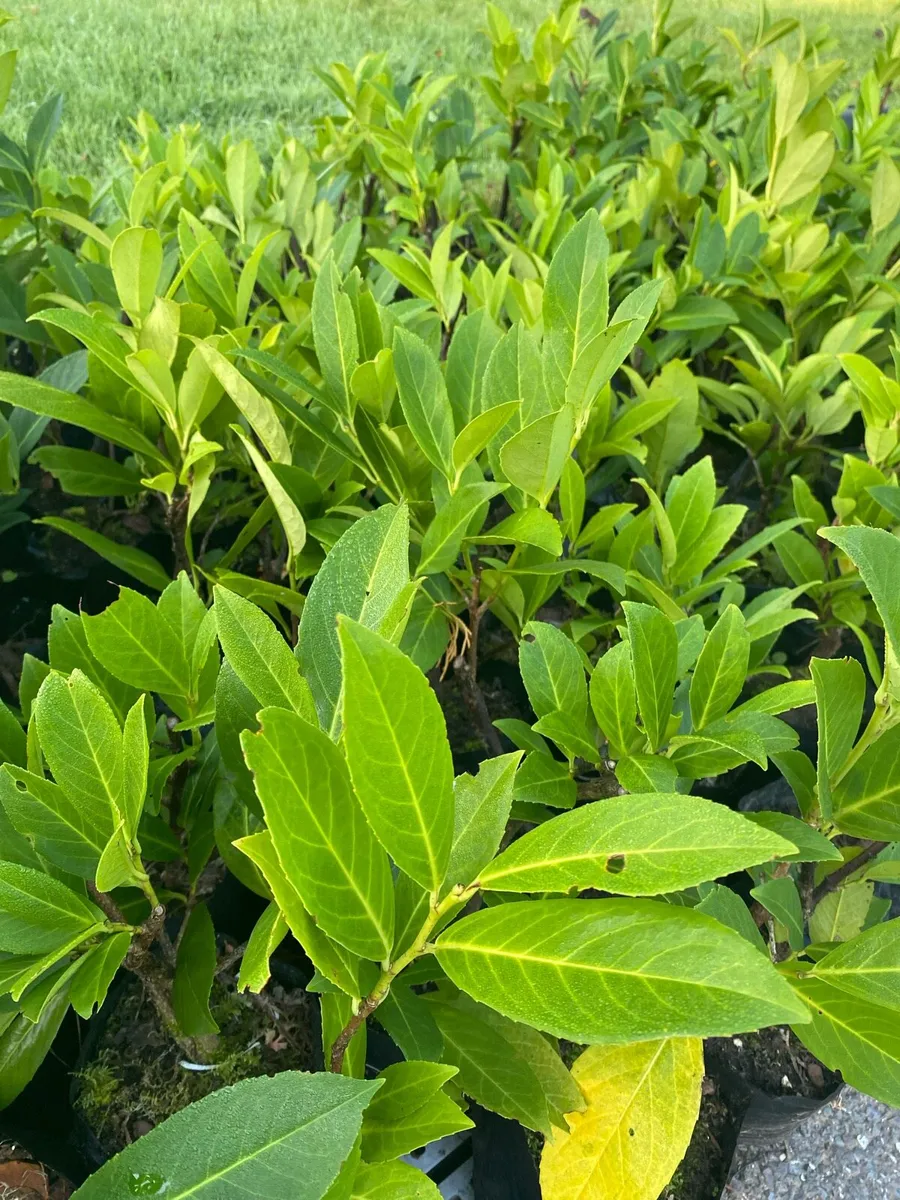 Laurel Hedging Plants €2 each - Image 1