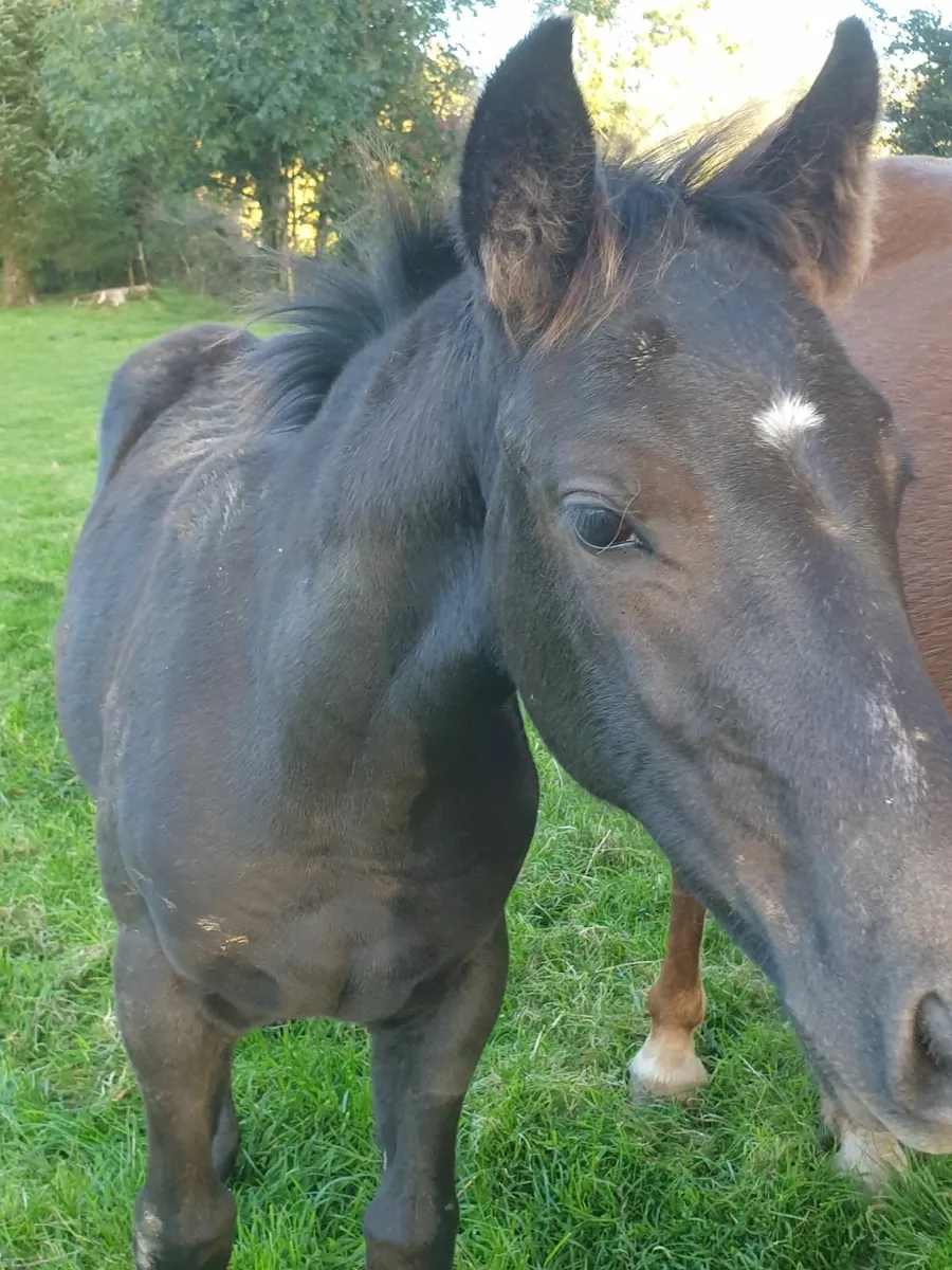 Irish Sport Horse Foal - Image 4