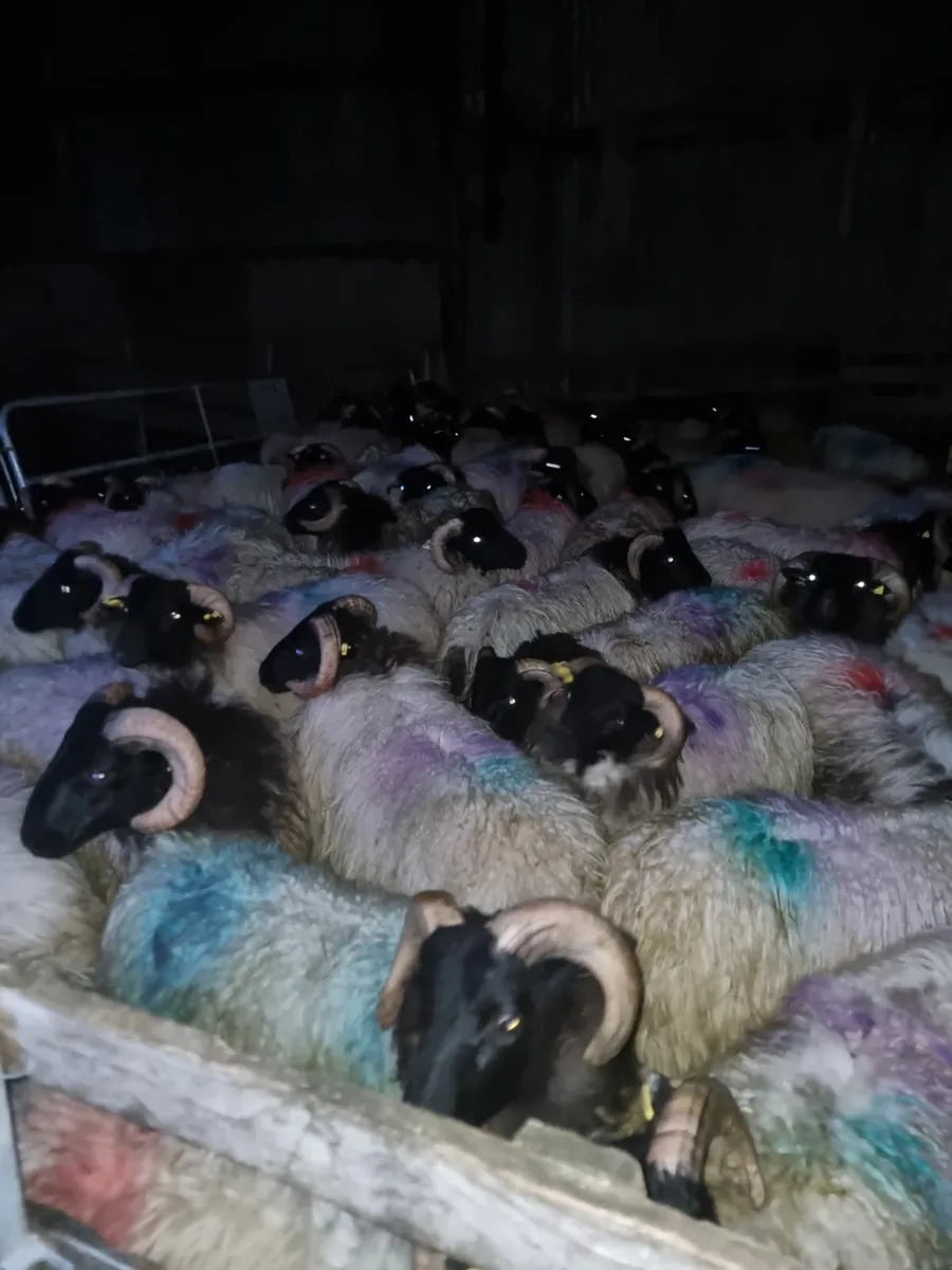 54.  strong ram lambs