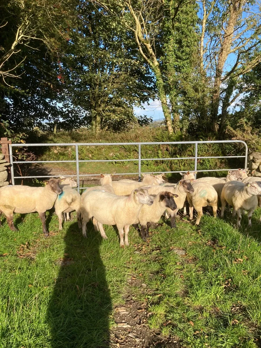 Sheep - Image 1
