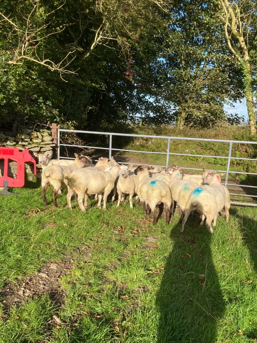 Sheep - Image 2