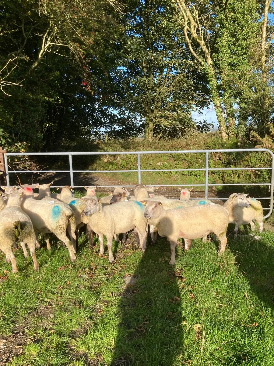 Sheep - Image 3