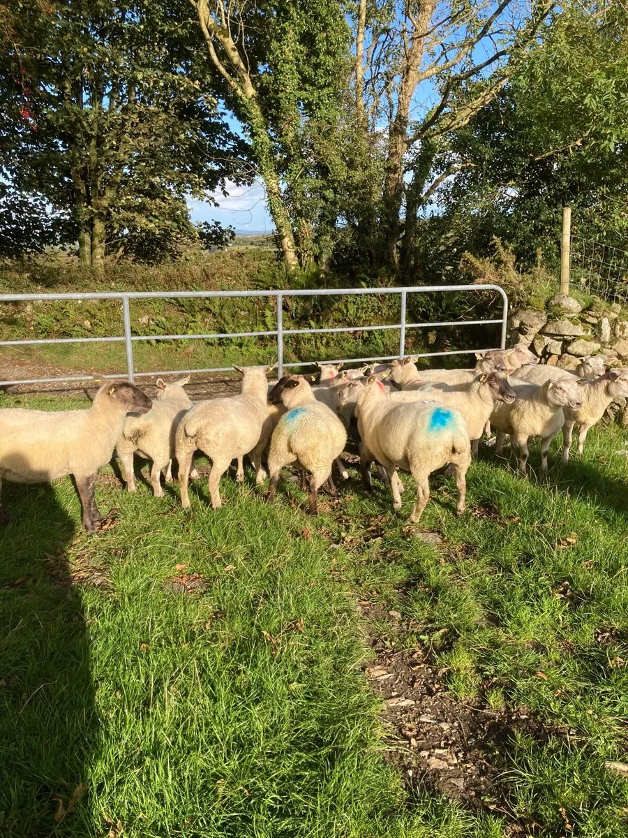 Sheep - Image 4