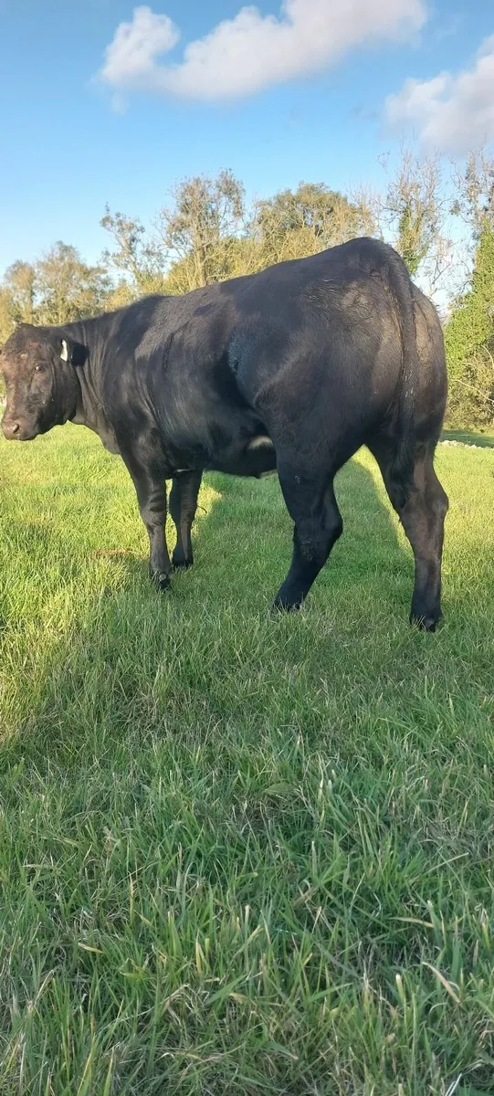 BB Five  🌟 star Heifer - Image 2