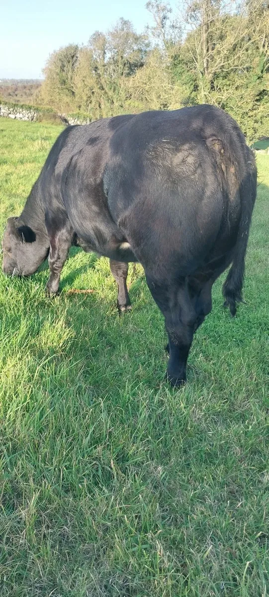 BB Five  🌟 star Heifer - Image 3
