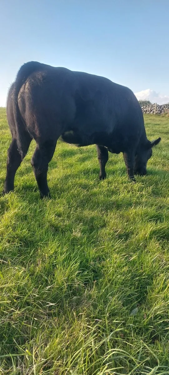 BB Five  🌟 star Heifer - Image 4