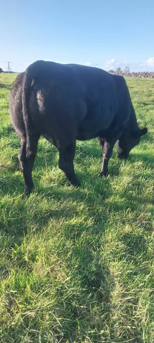 BB Five  🌟 star Heifer - Image 1