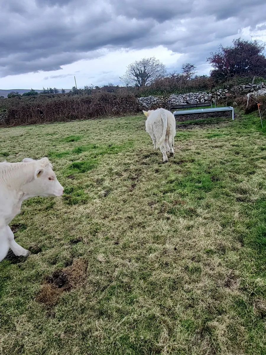 Purebred Charolais Weanling - Image 2
