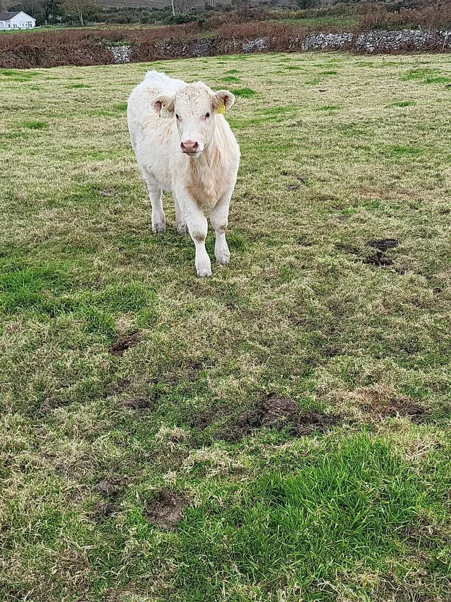 Purebred Charolais Weanling - Image 3