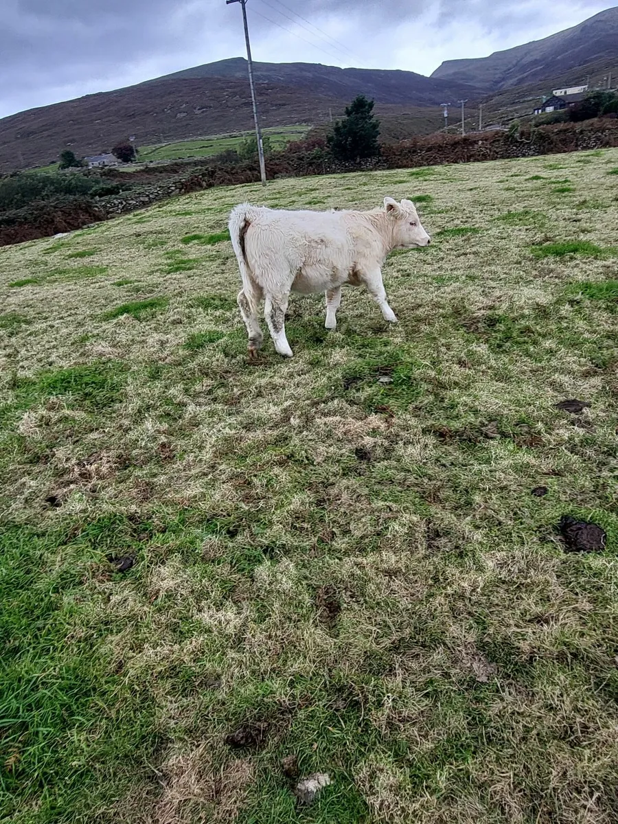 Purebred Charolais Weanling - Image 4