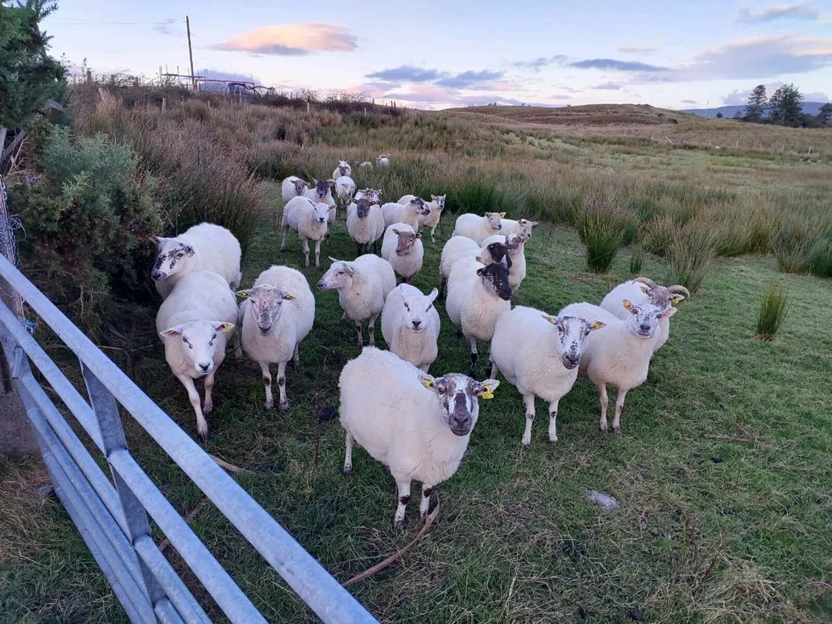 Crossbreed ewes - Image 1