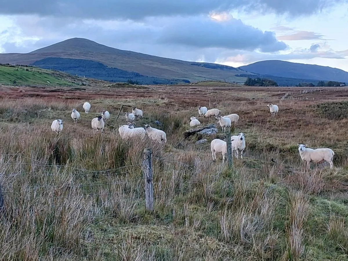 Crossbreed ewes - Image 2