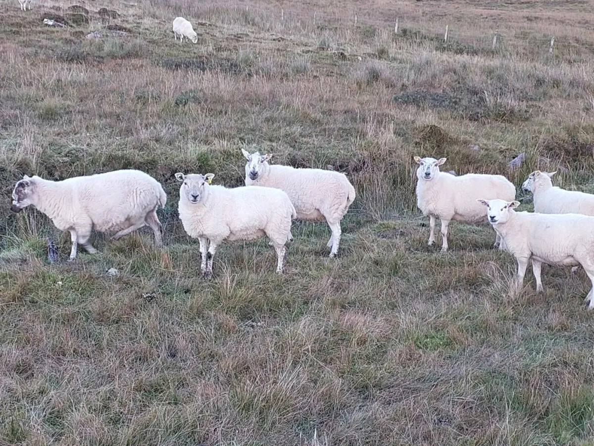 Crossbreed ewes - Image 3