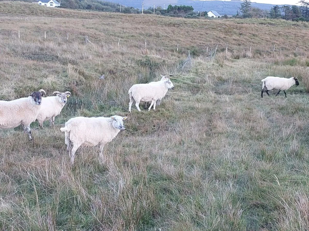 Crossbreed ewes - Image 4