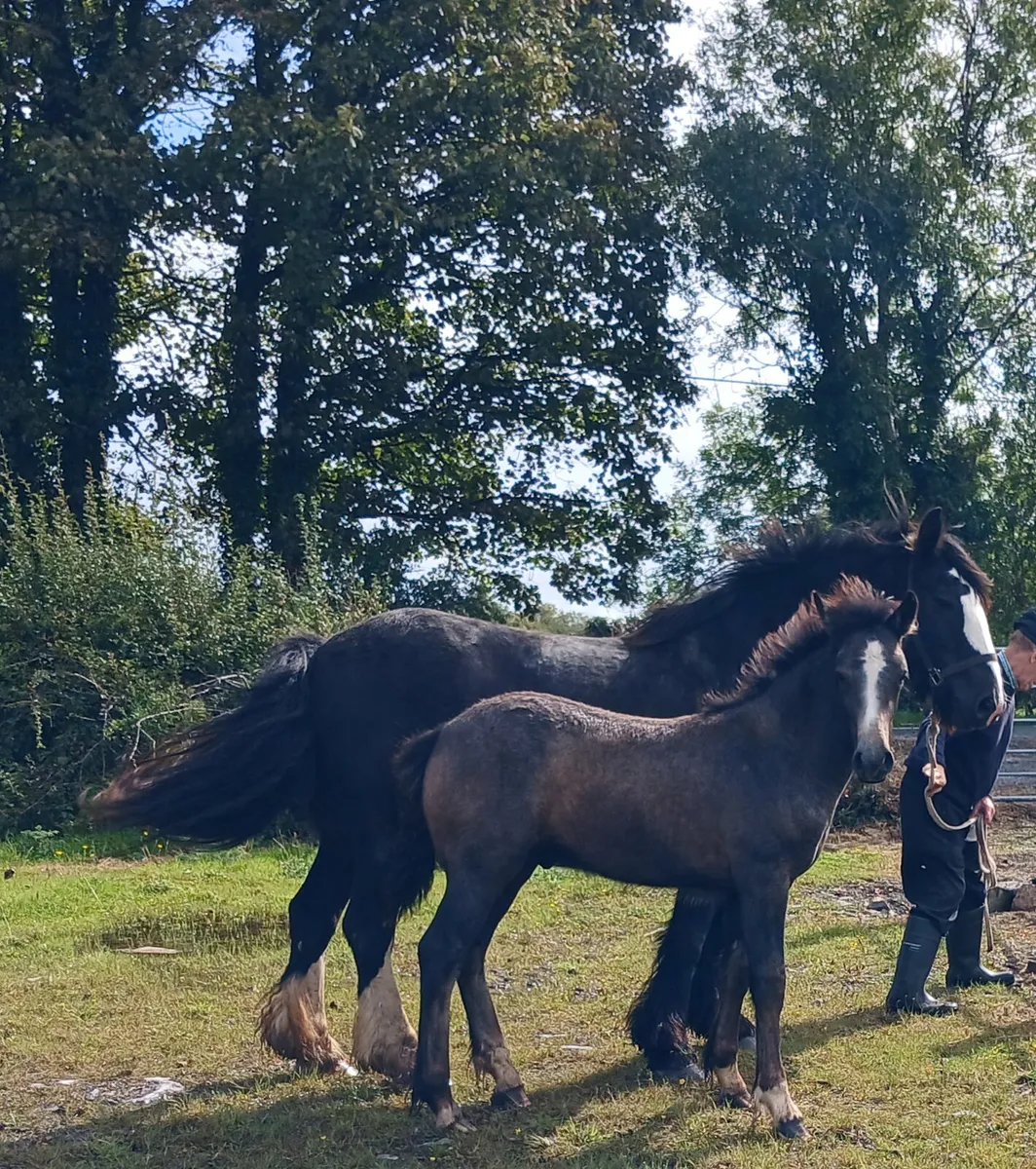 Connemara x cob colt foal - Image 1