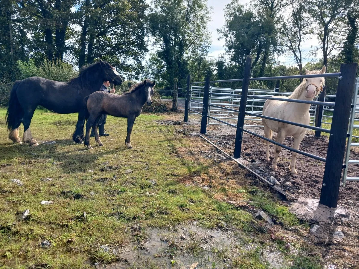 Connemara x cob colt foal - Image 2