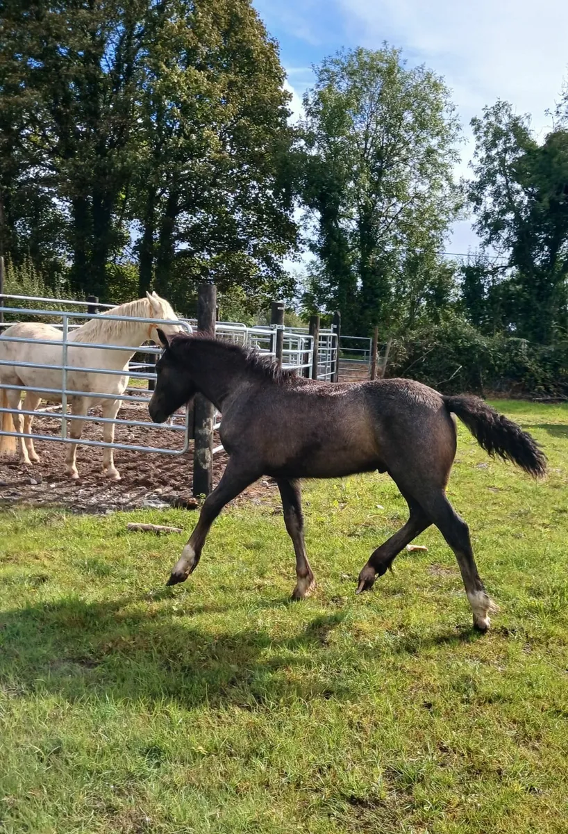 Connemara x cob colt foal - Image 3
