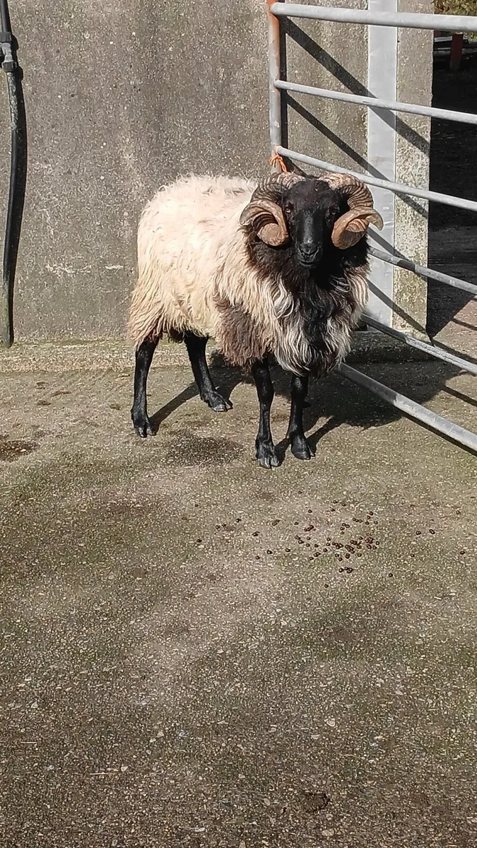 Sis hogget ram - Image 3
