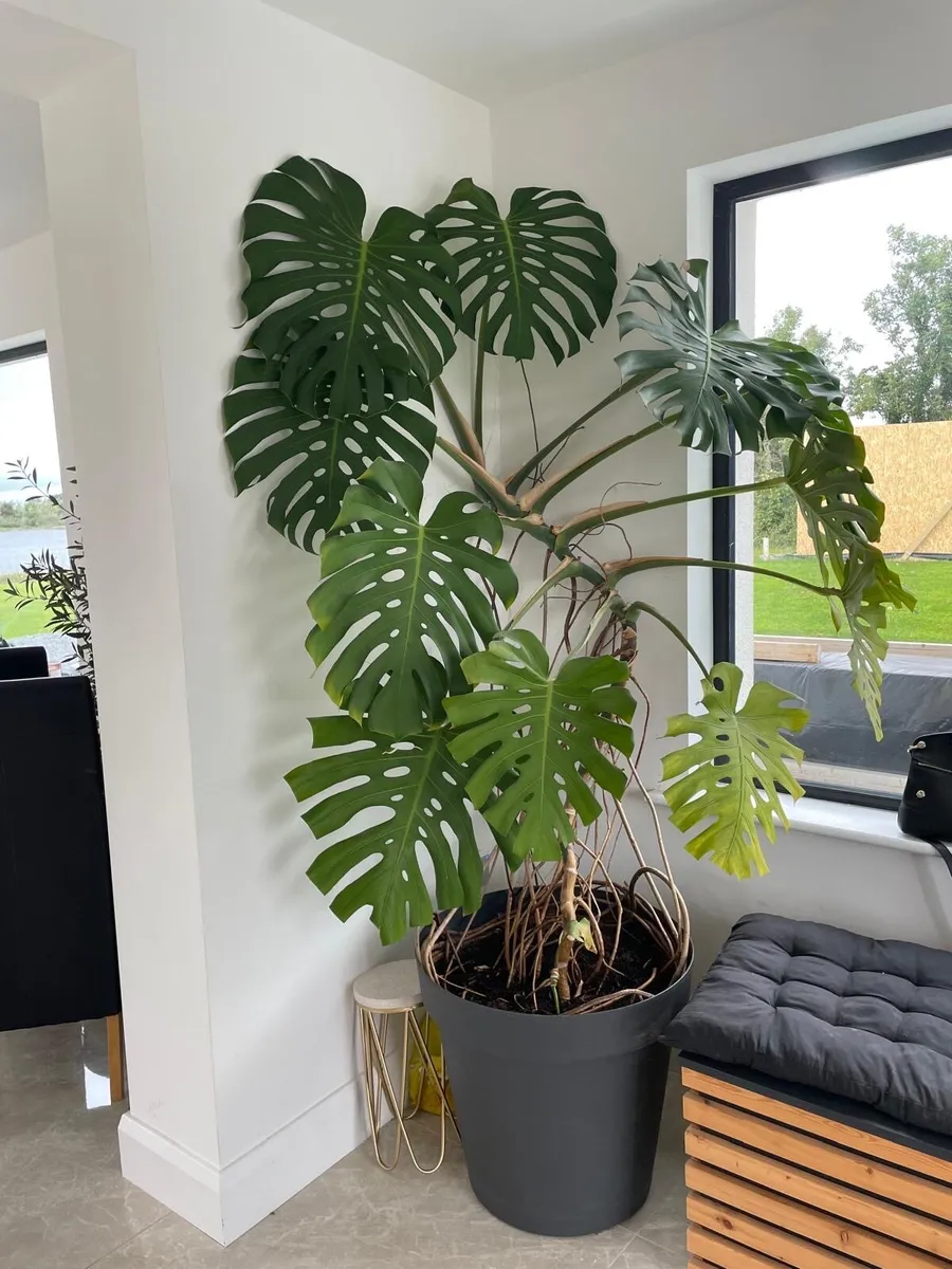 Swiss Cheese Plant