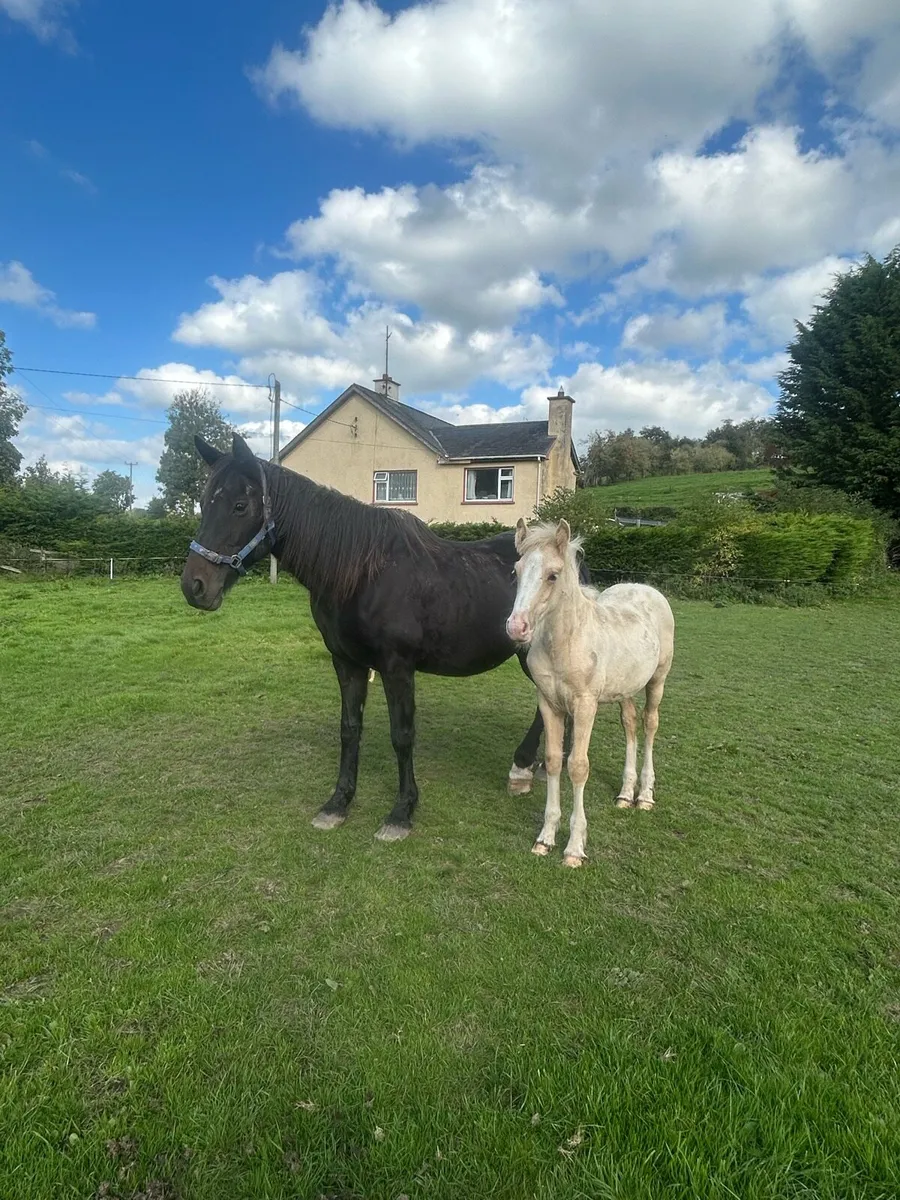 Mares with Foal at foot - Image 4