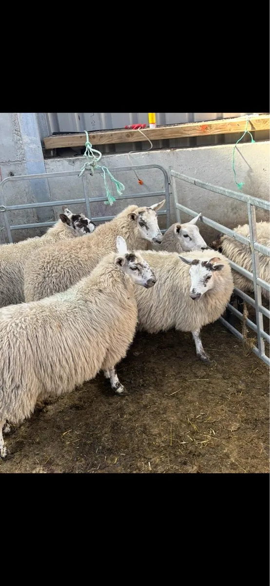 Ewe lambs. - Image 1
