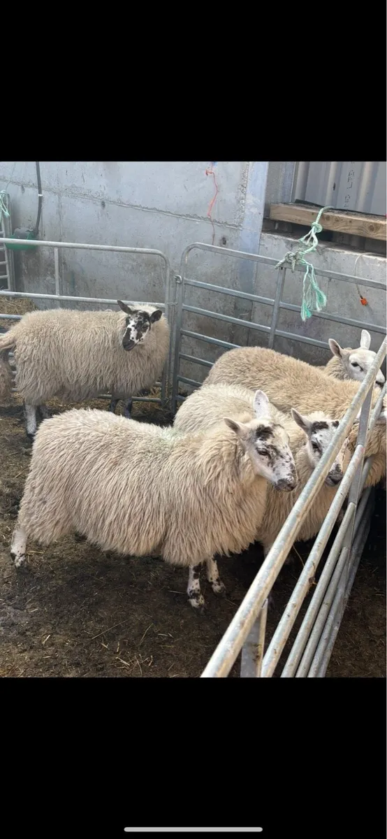Ewe lambs. - Image 2