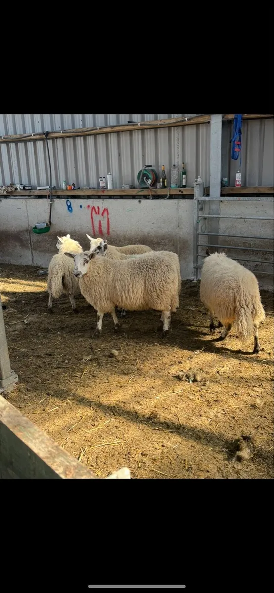Ewe lambs. - Image 3