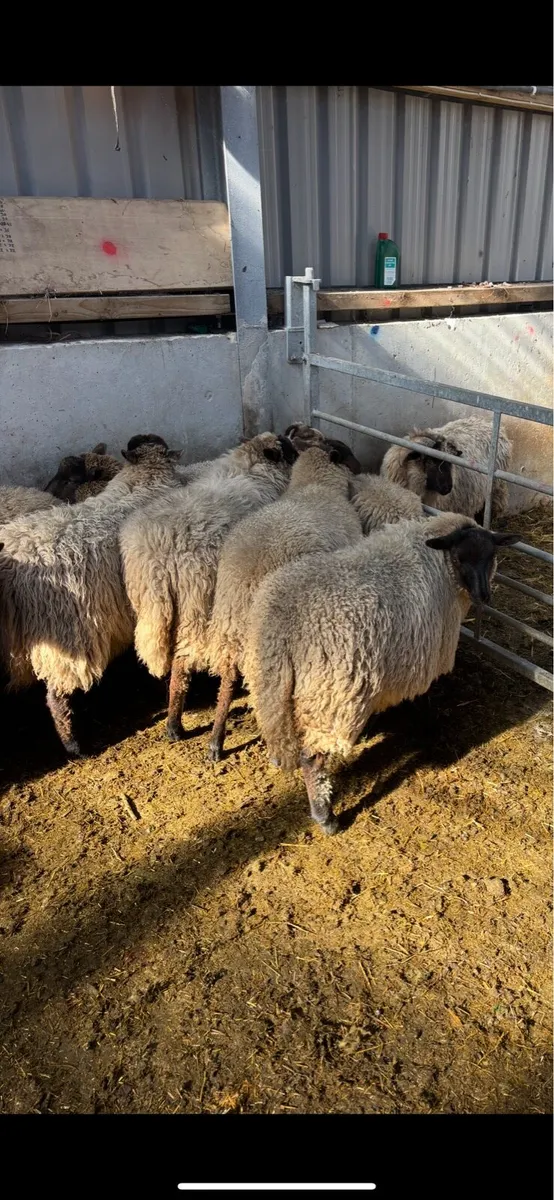 Ewe lambs. - Image 4