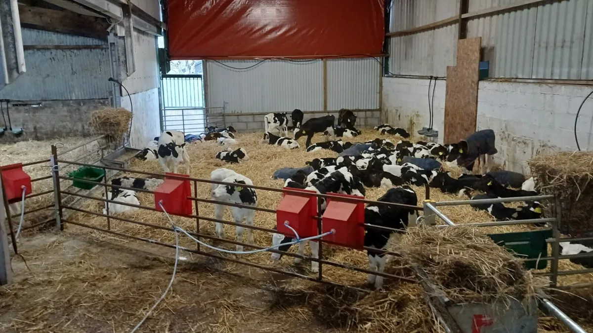 Calffeeder - Image 3