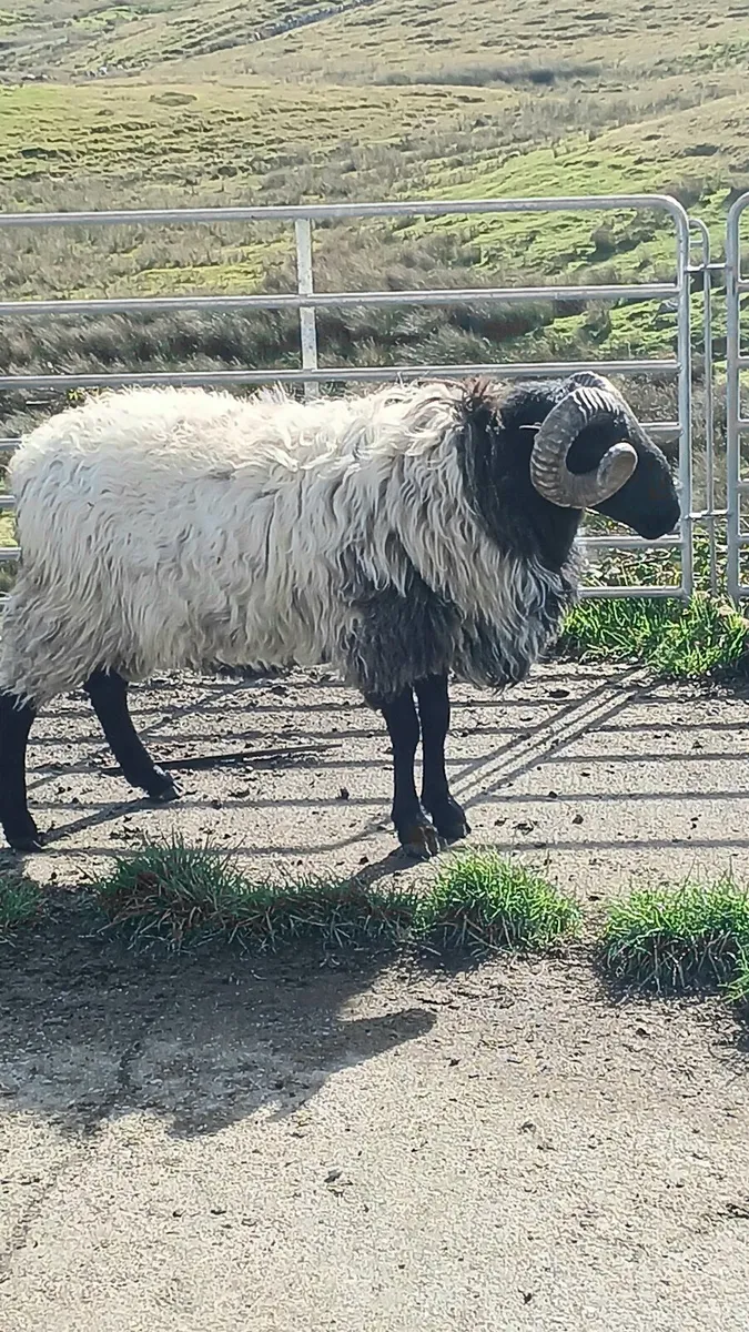 Sis hogget ram - Image 1
