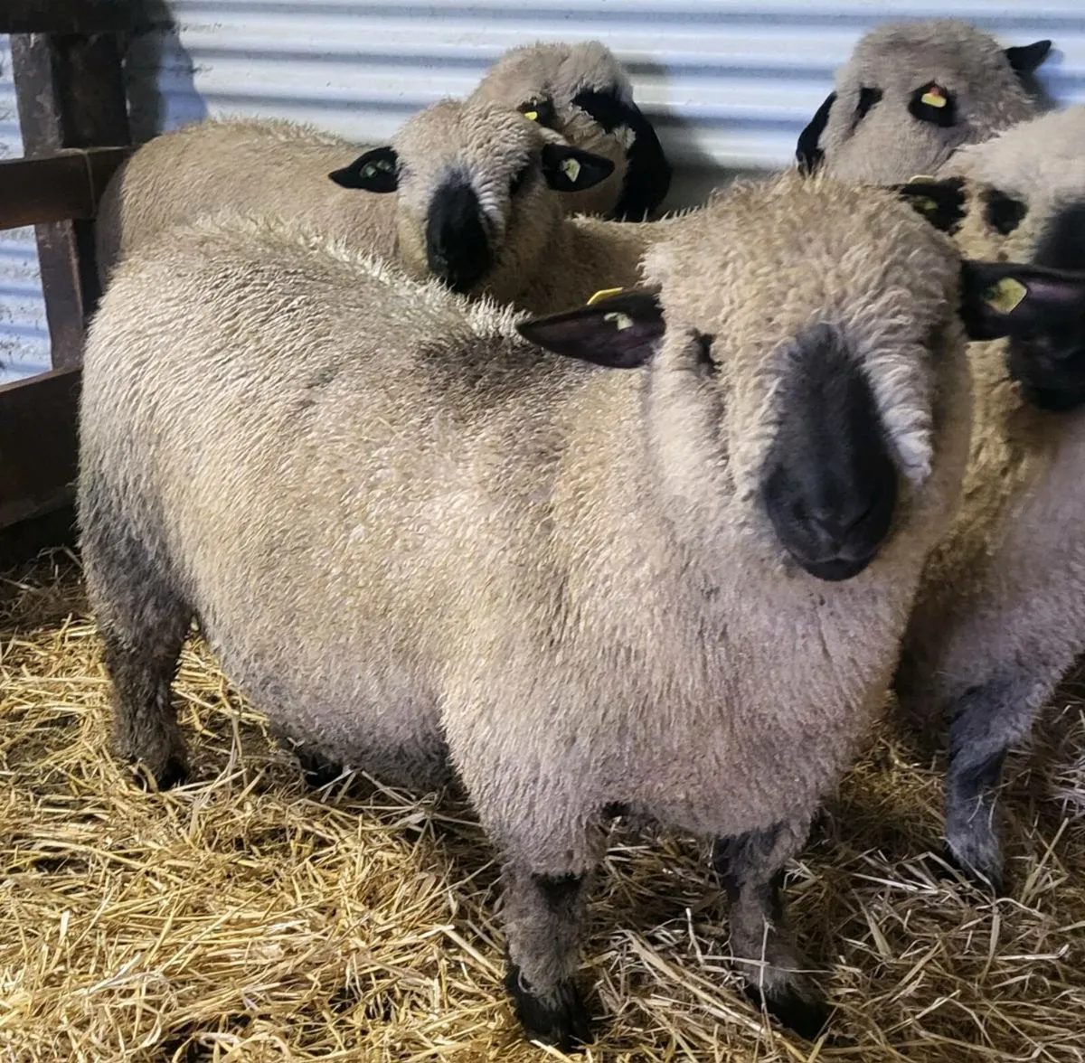 ⭐️SIS Pedigree Hampshire Down Ram Lambs⭐️ - Image 3