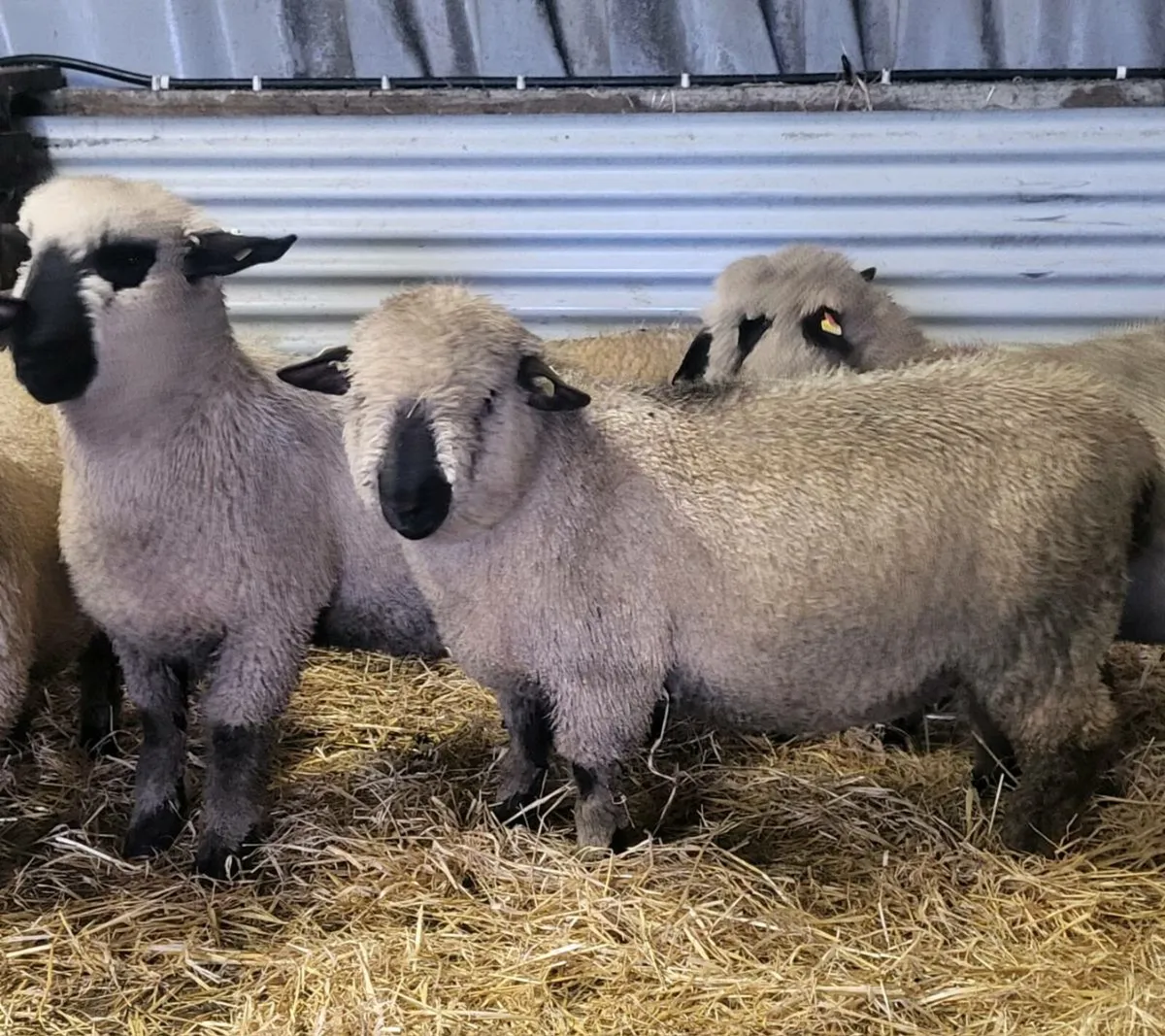 ⭐️Pedigree Hampshire Down Ram Lambs⭐️ - Image 3