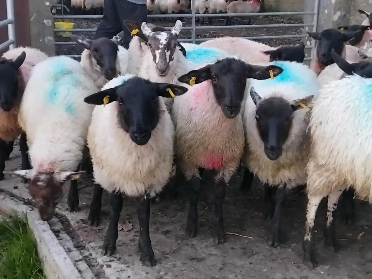 44 Suffolk Ewe Lambs - Image 2