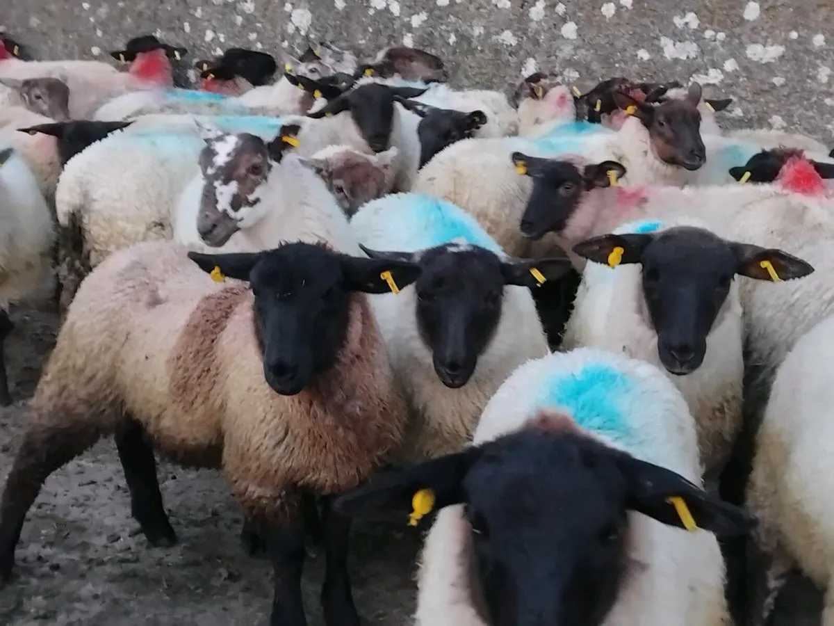 44 Suffolk Ewe Lambs - Image 3