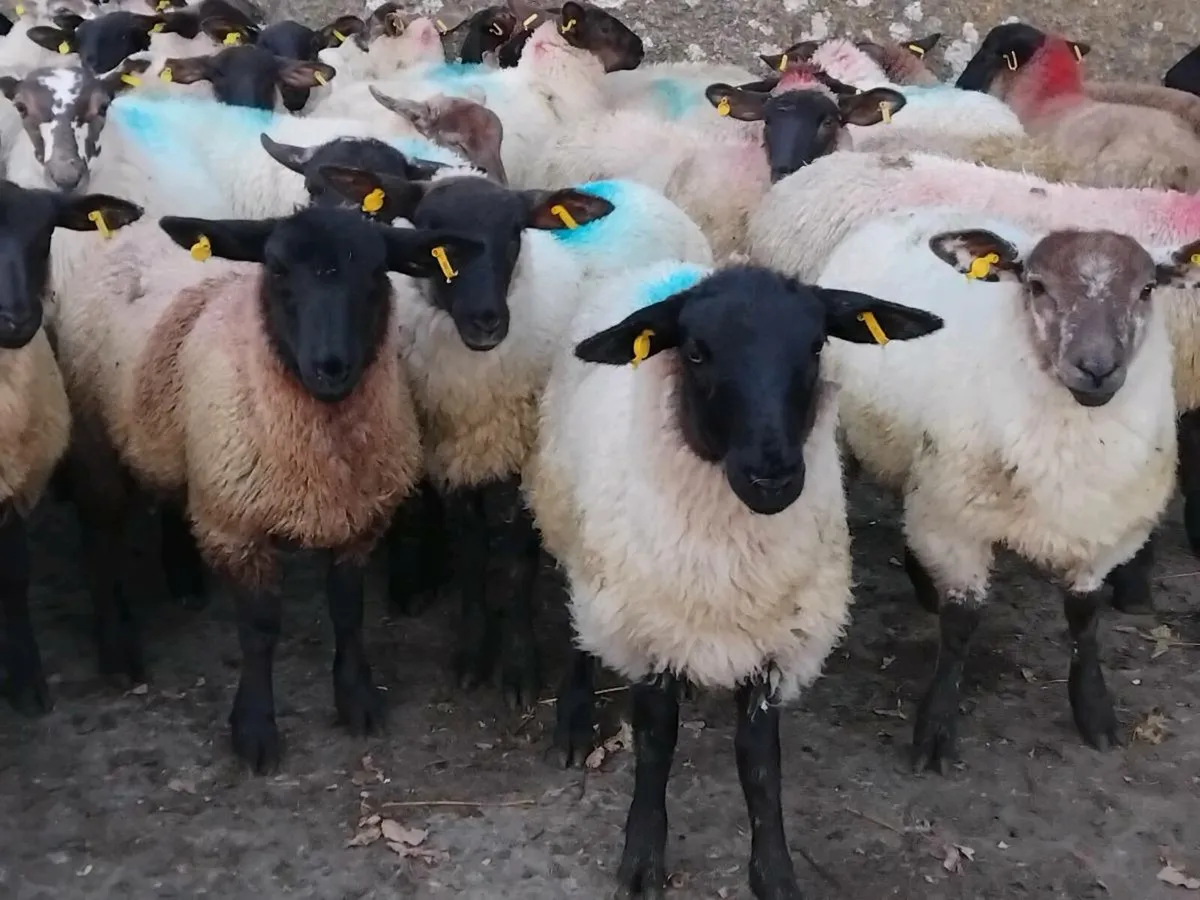 44 Suffolk Ewe Lambs - Image 4