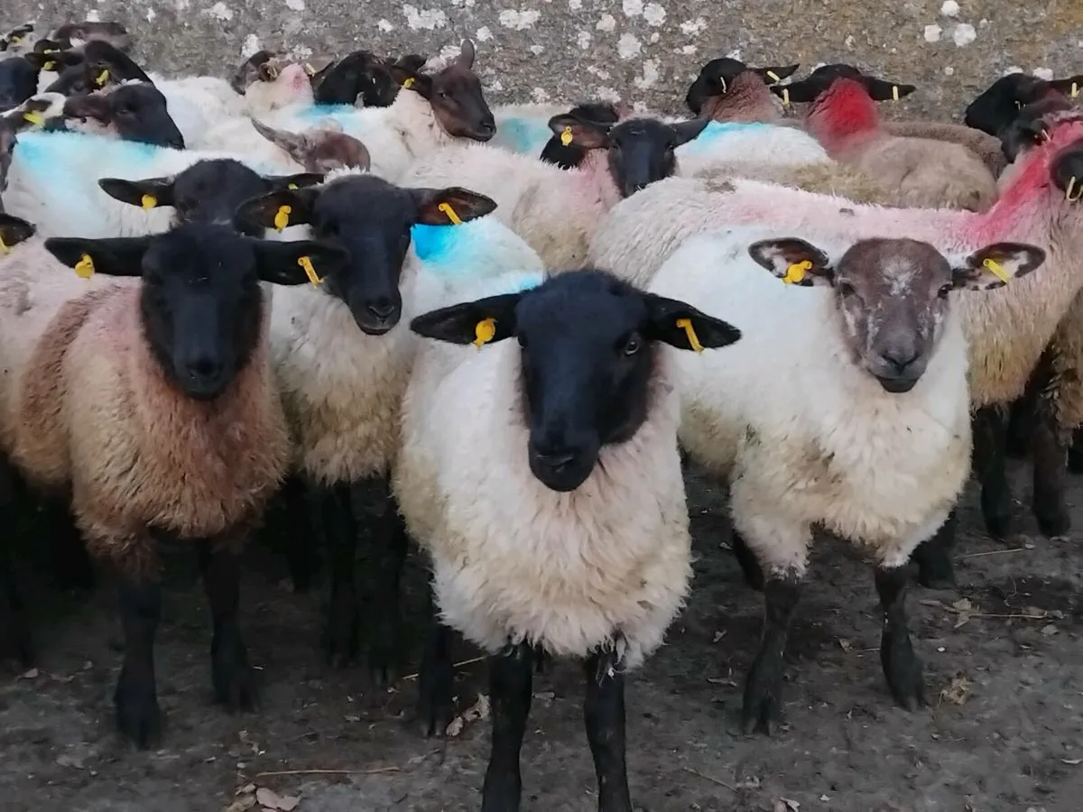 44 Suffolk Ewe Lambs - Image 1