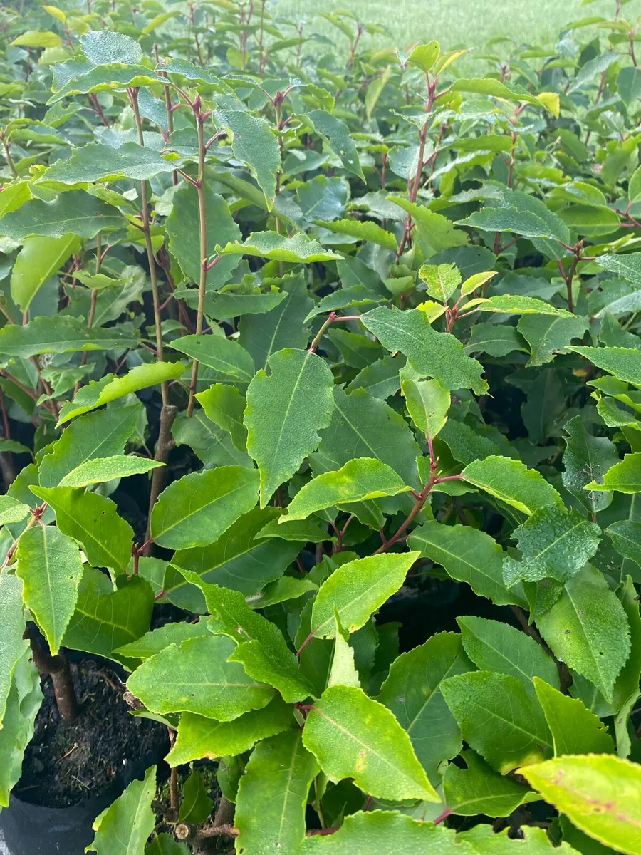 Portuguese Laurel Hedging €3 each