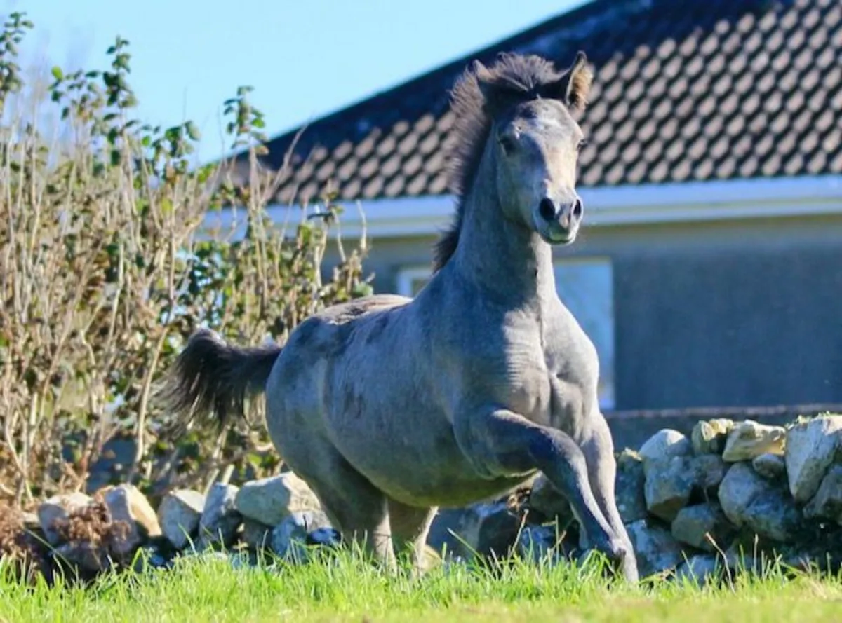 Connemara Pony Colt Foal - Image 3