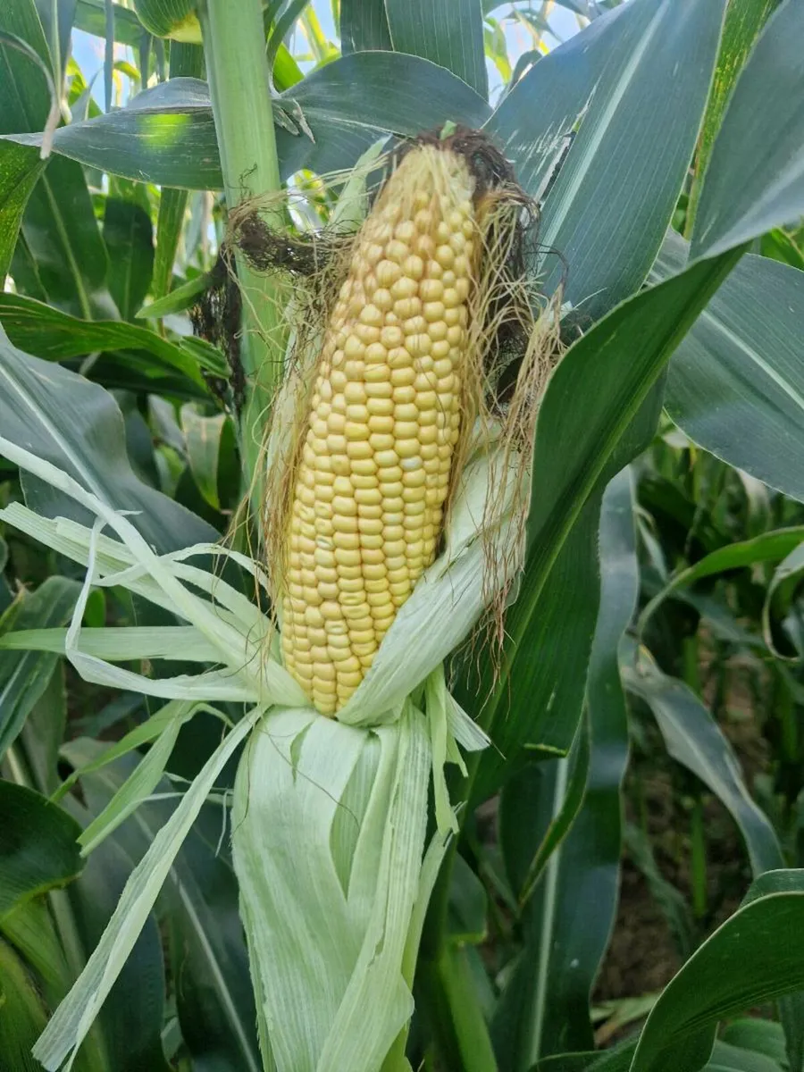Maize - Image 1