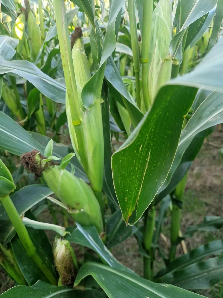 Maize - Image 2