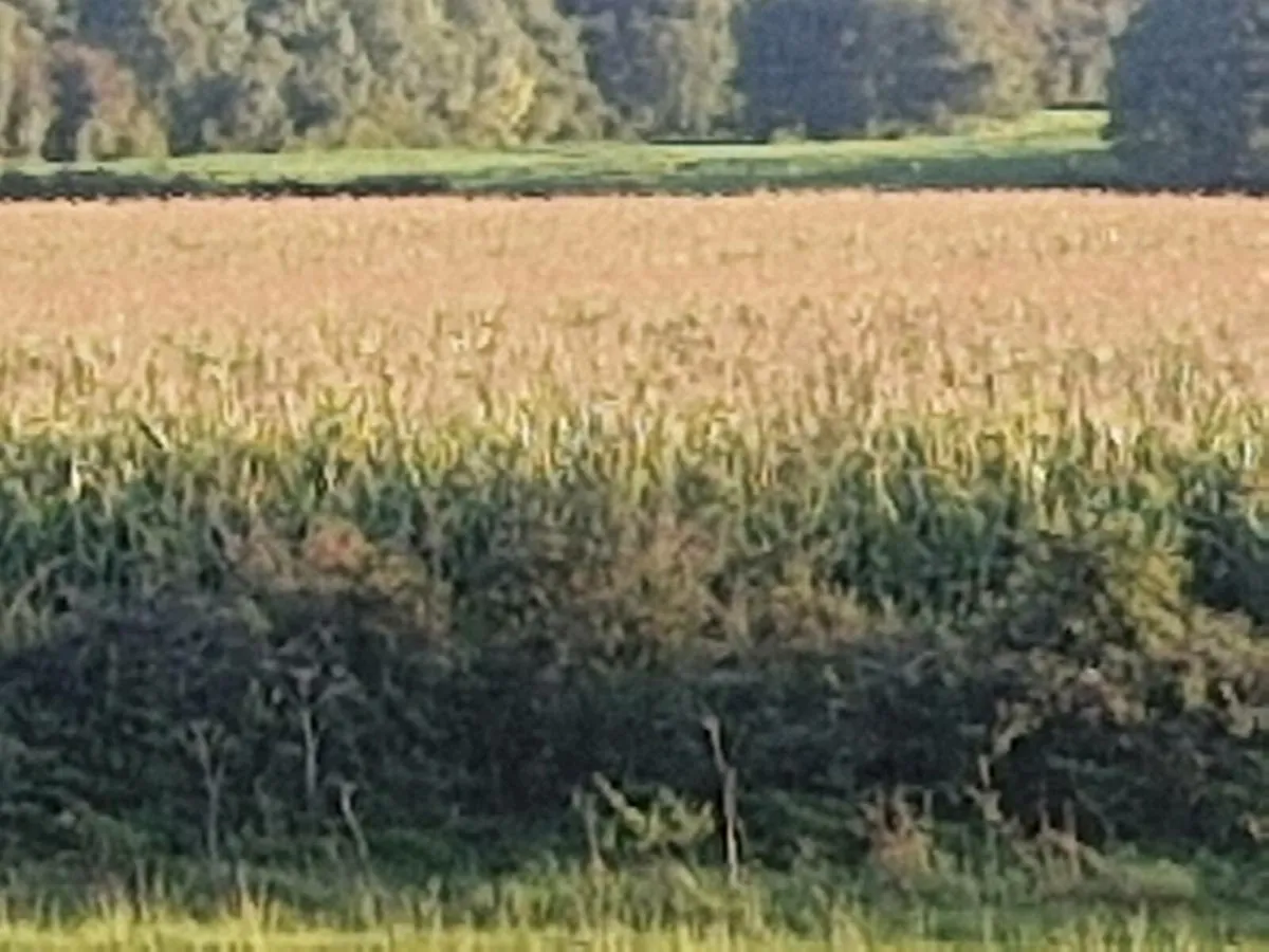 Maize - Image 3